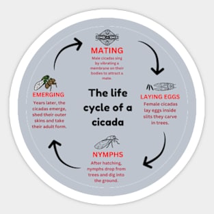 The life cycle of a cicada Sticker